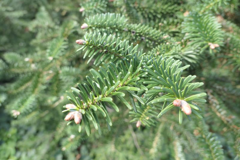 Abies × insignis - Weihenstephan - April 2024