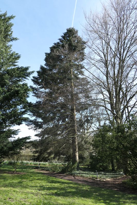 Abies × insignis - Weihenstephan - April 2024