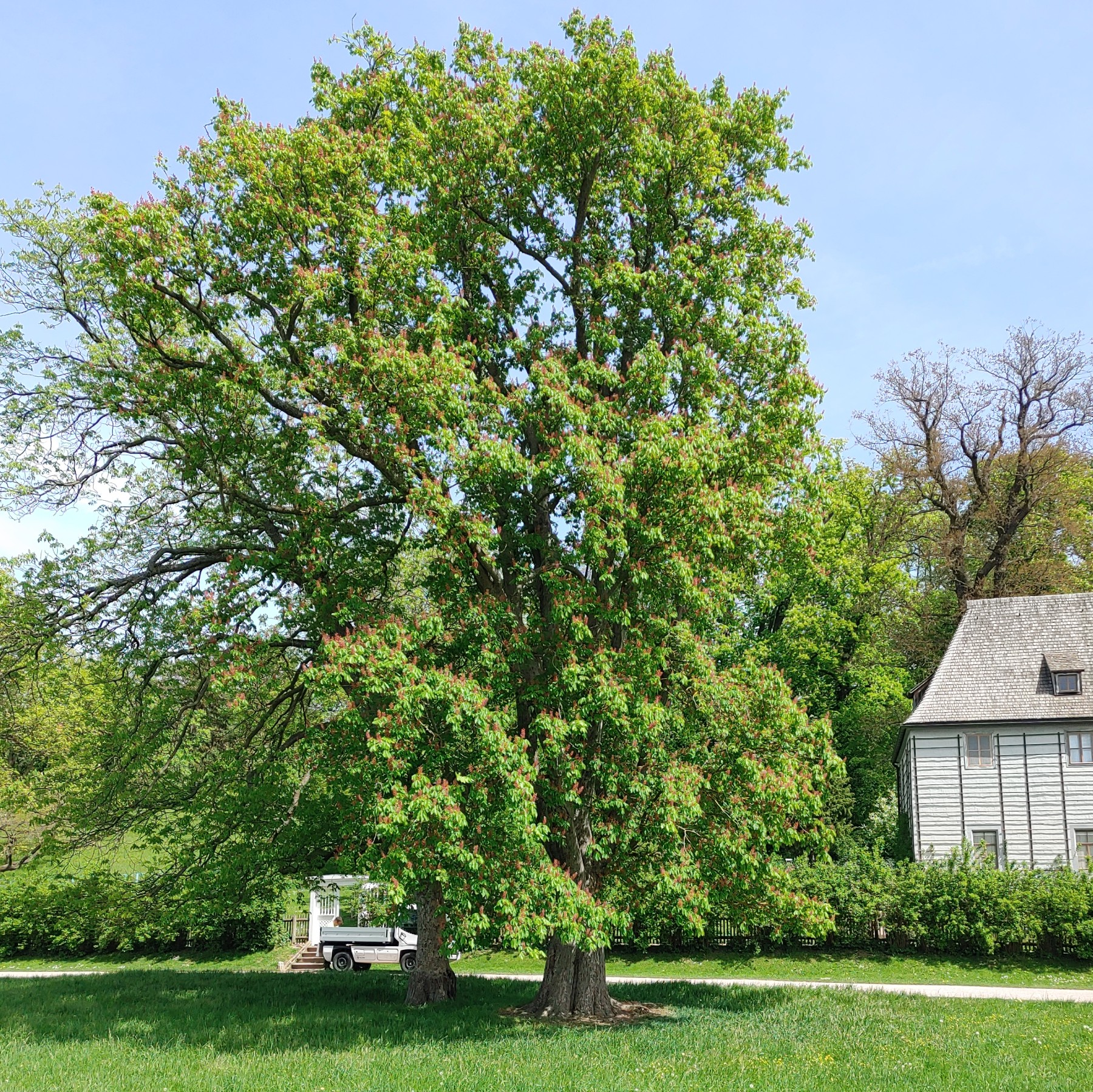Aesculus pavia