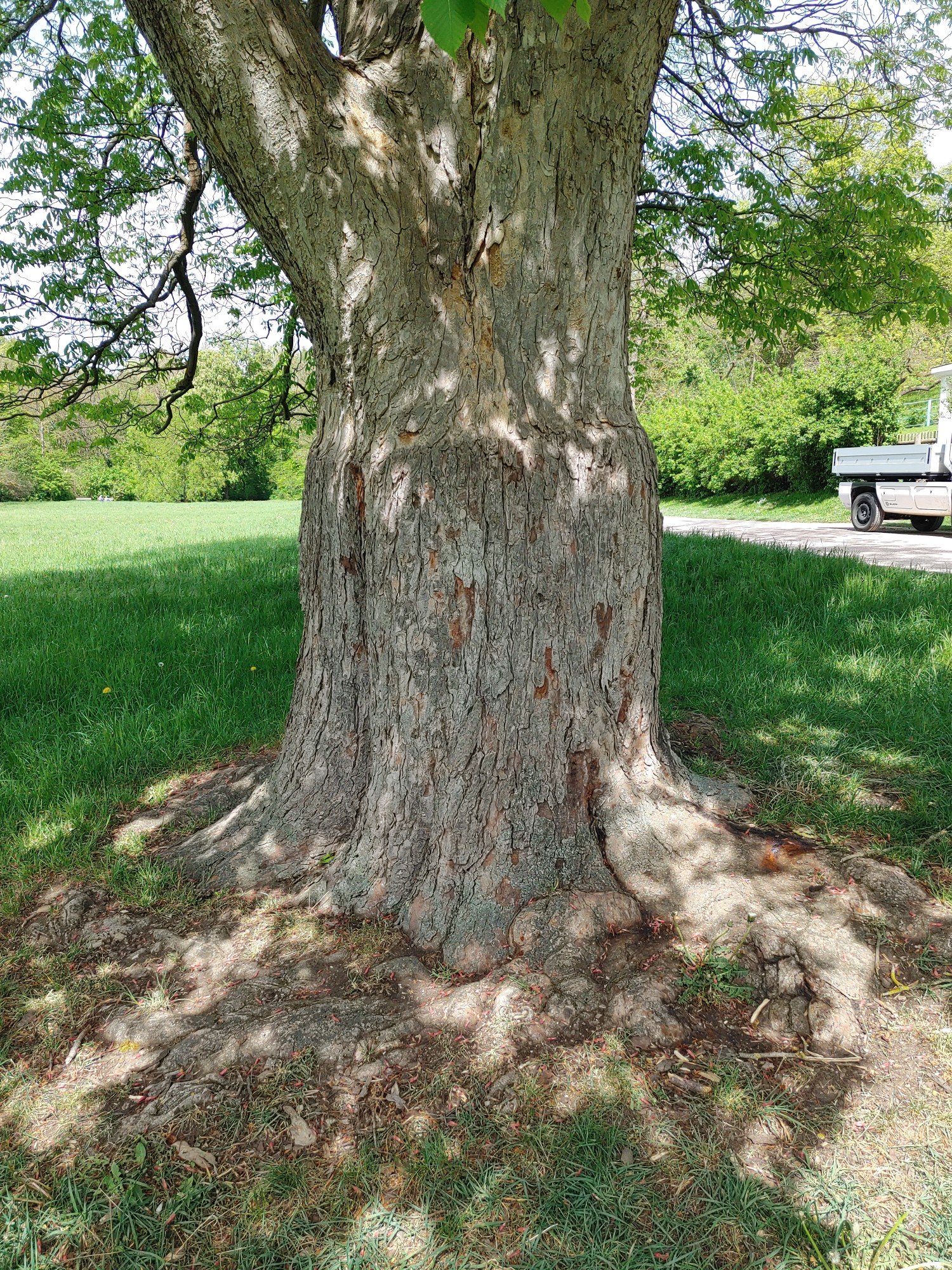 Aesculus pavia - Weimar - April 2024