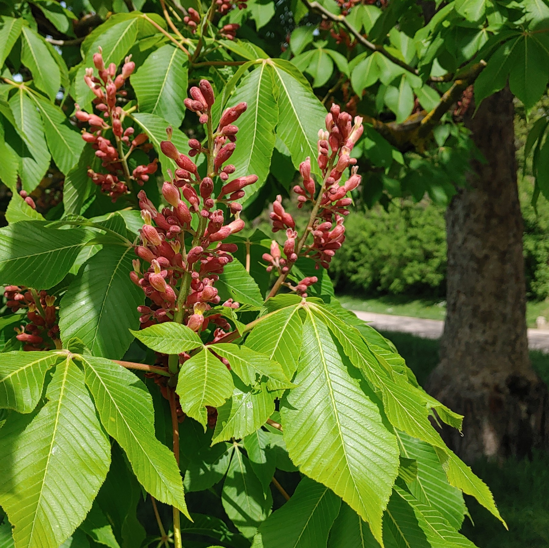 Aesculus pavia - Weimar - April 2024