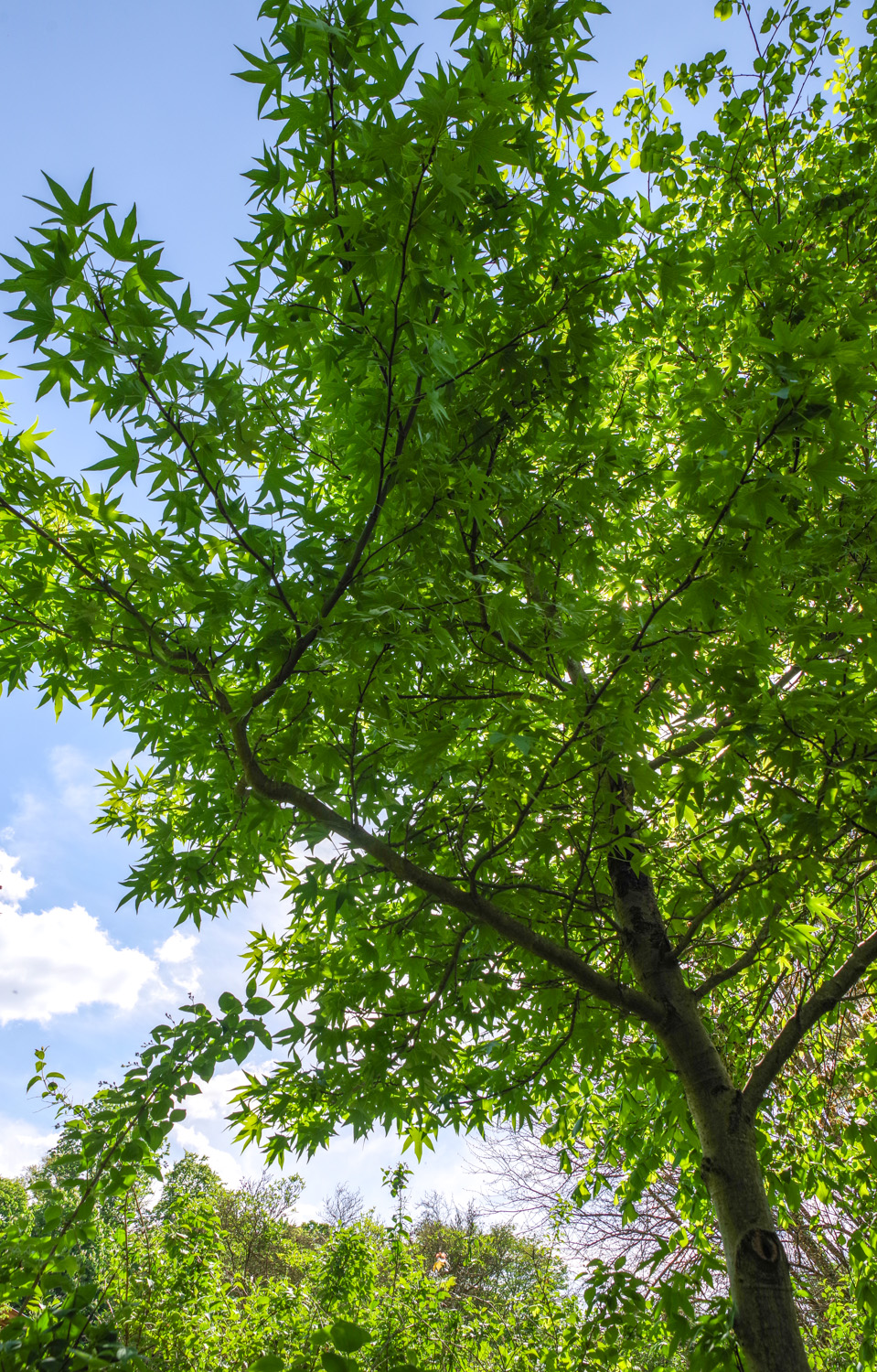 Acer truncatum