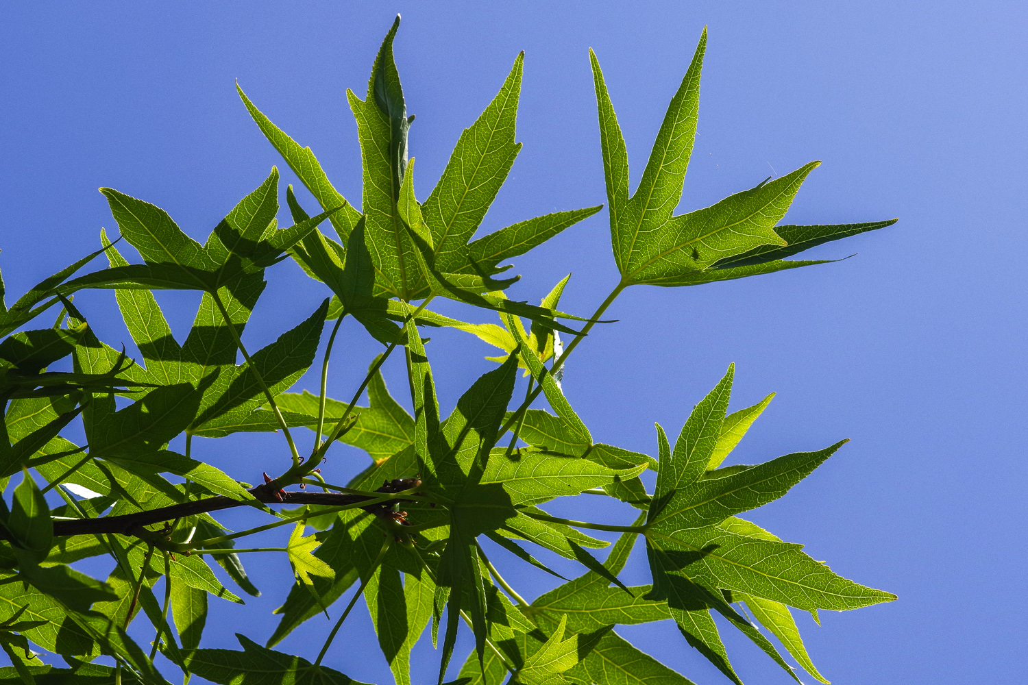 Acer truncatum - Marlygarten Potsdam - Mai 2024