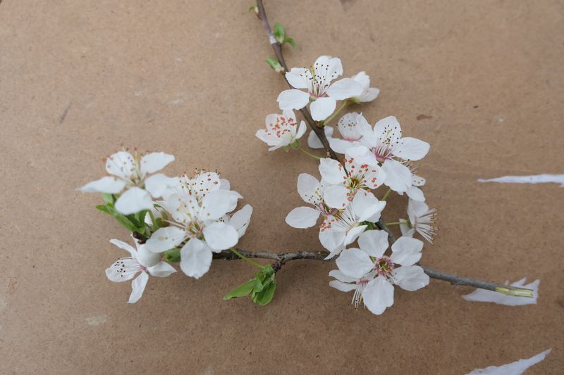Crataegus monogyna - Eching-Günzenhausen - März 2024