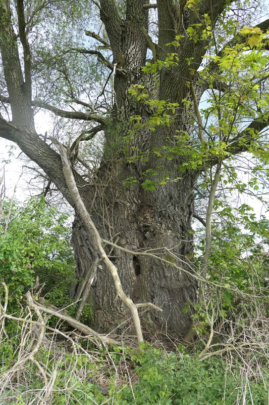 Salix alba - Neufahrn bei Freising - April 2024