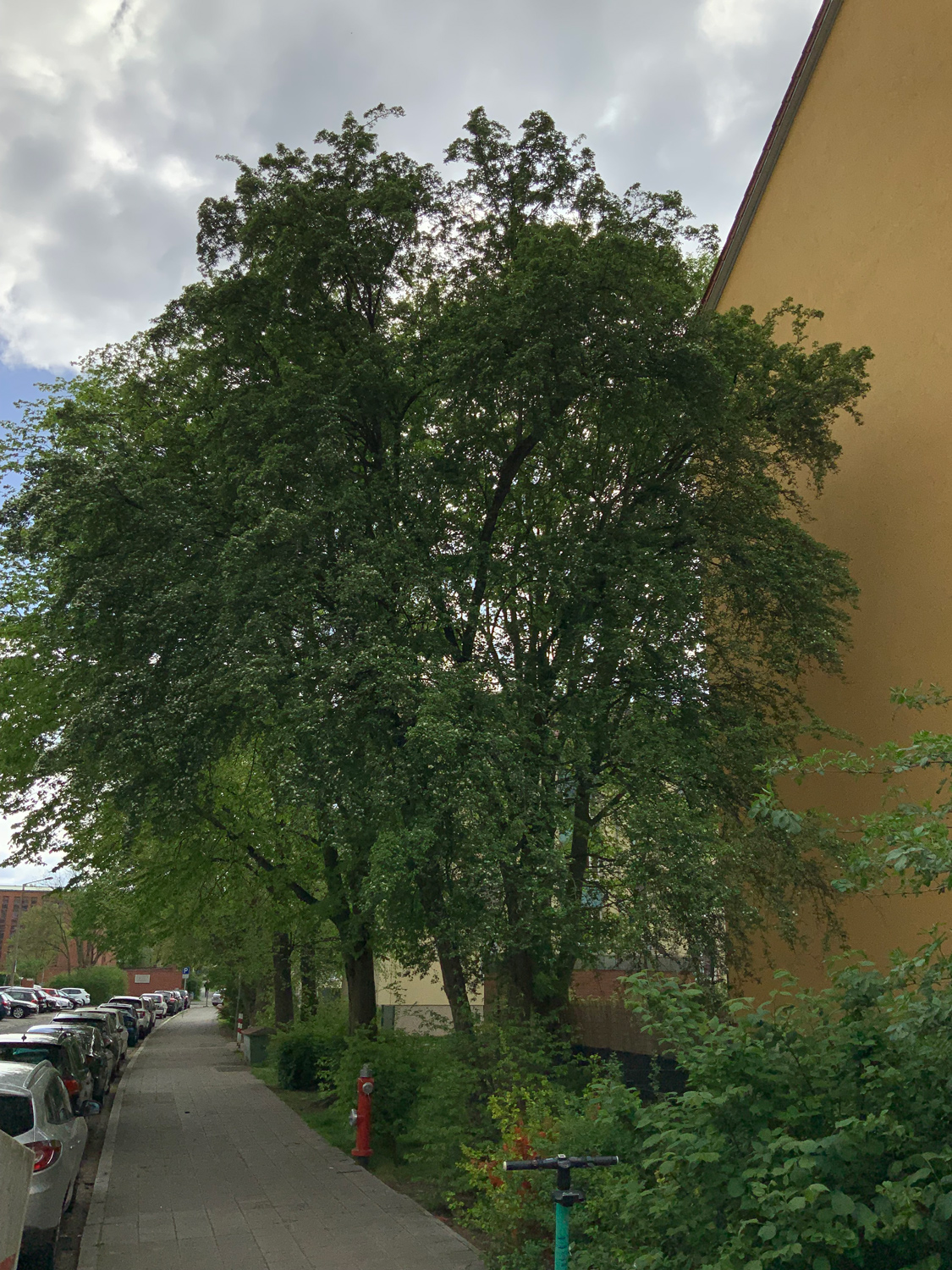 Crataegus monogyna - Nürnberg-Schweinau - April 2024