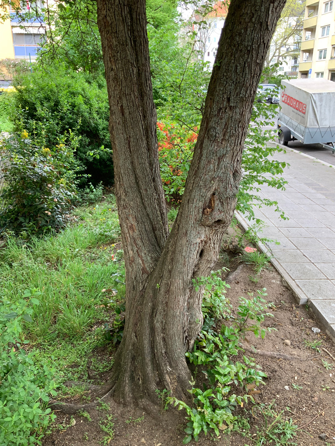 Crataegus monogyna - Nürnberg-Schweinau - April 2024