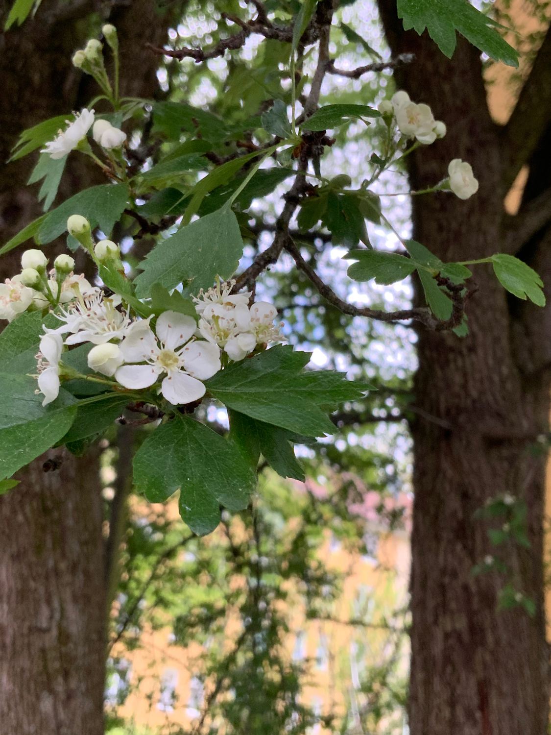 Crataegus monogyna - Nürnberg-Schweinau - April 2024