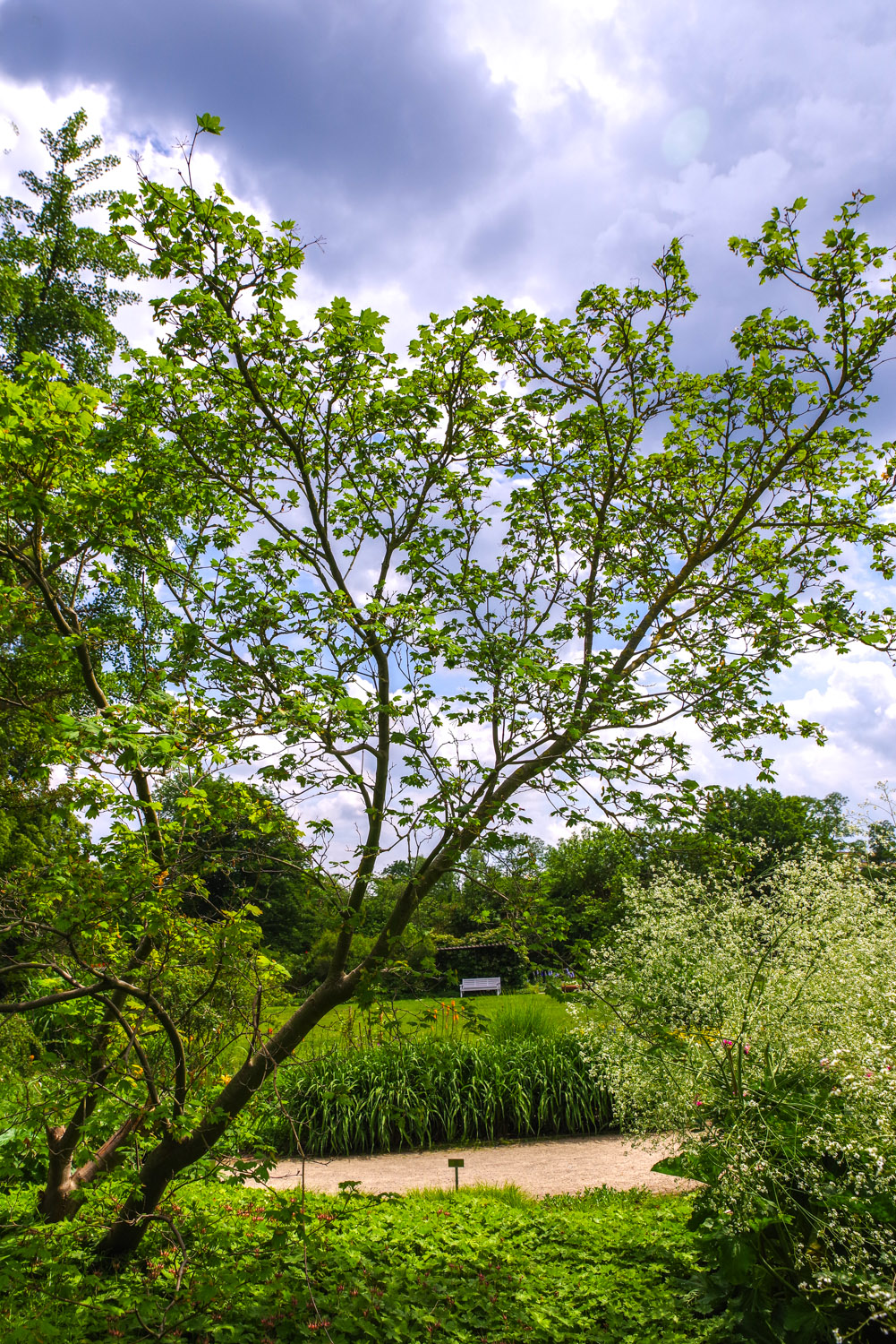 Acer circinatum