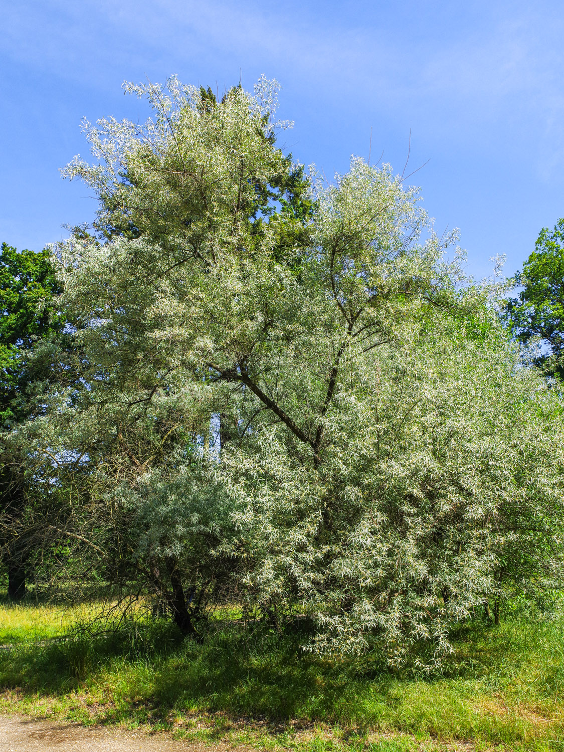 angustifolia Elaeagnus
