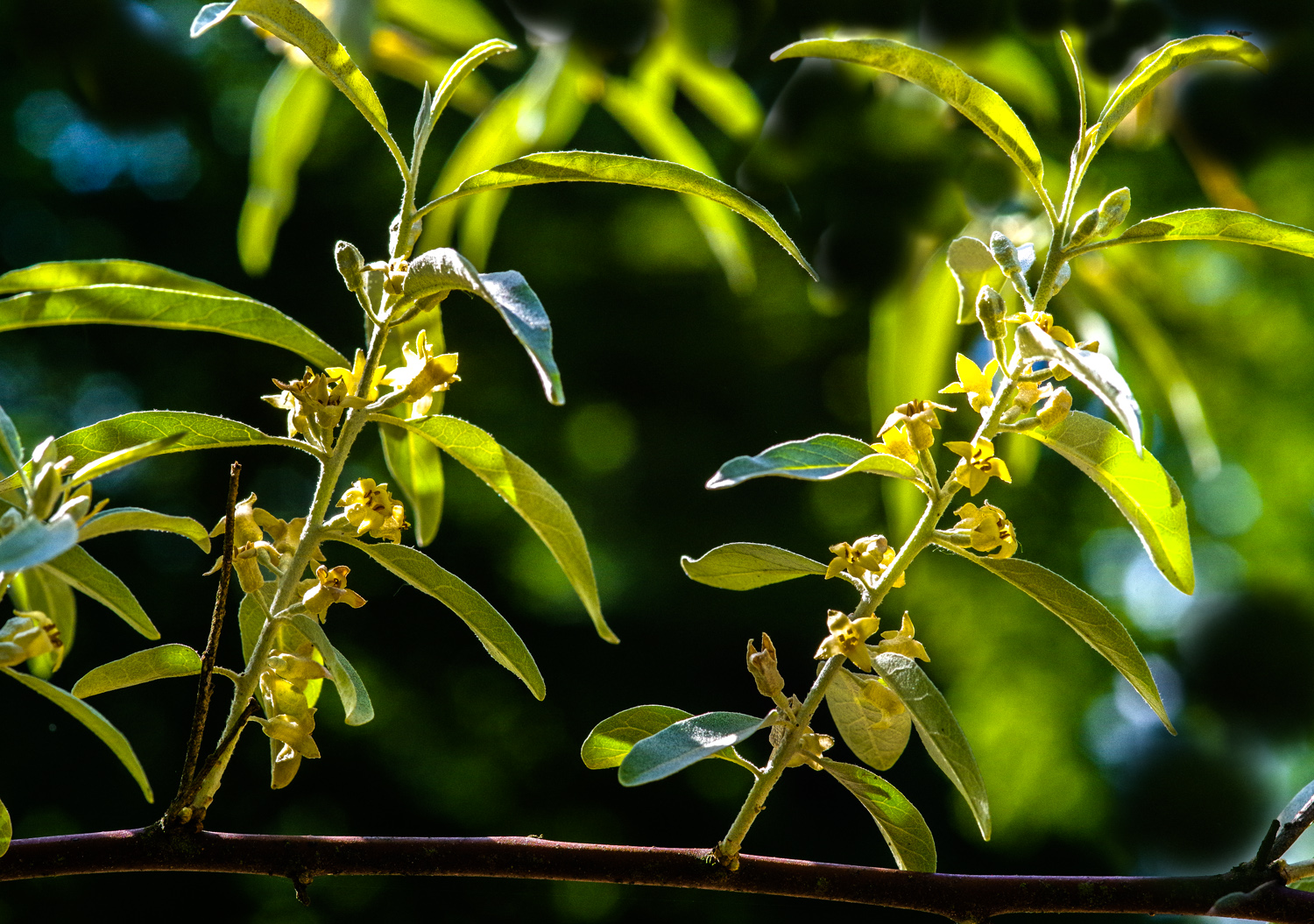 Elaeagnus angustifolia - Potsdam - Mai 2024