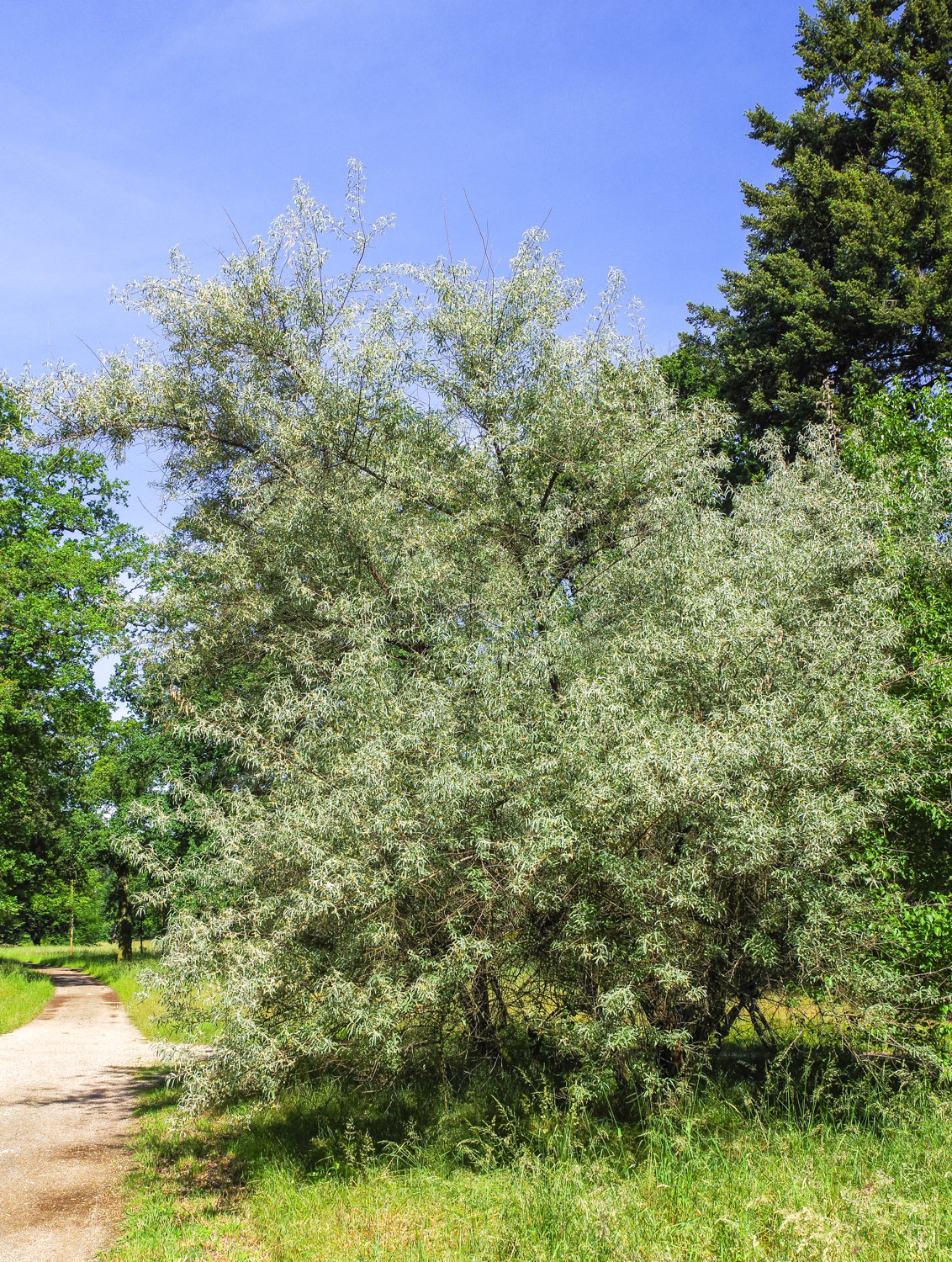Elaeagnus angustifolia - Potsdam - Mai 2024