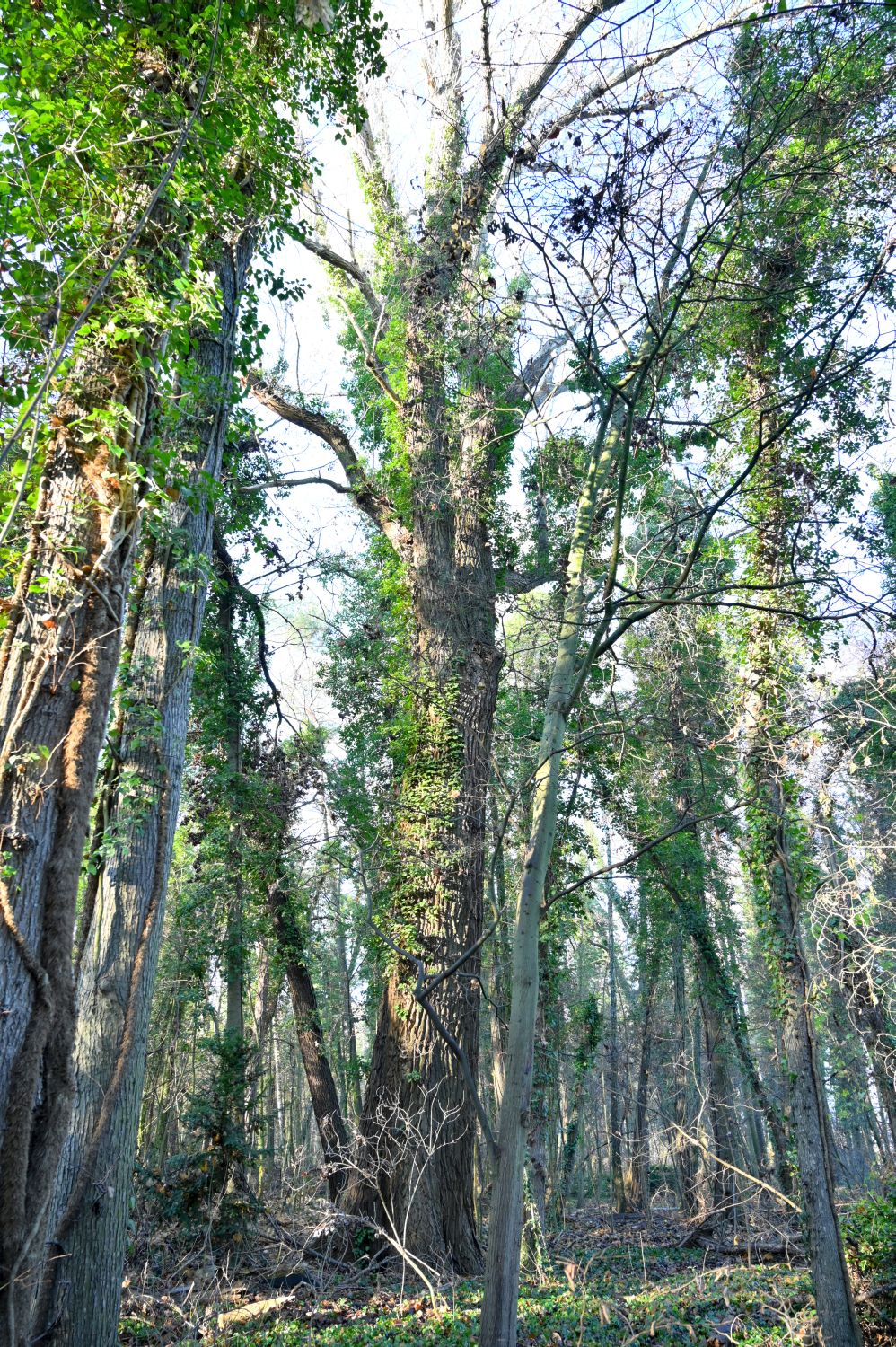 Populus nigra - Berlin - 2020