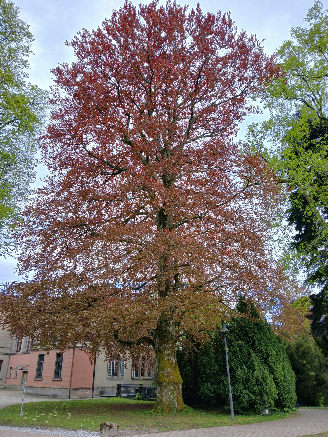 Blut-Buche - Lindau-Bad Schachen - April 2025