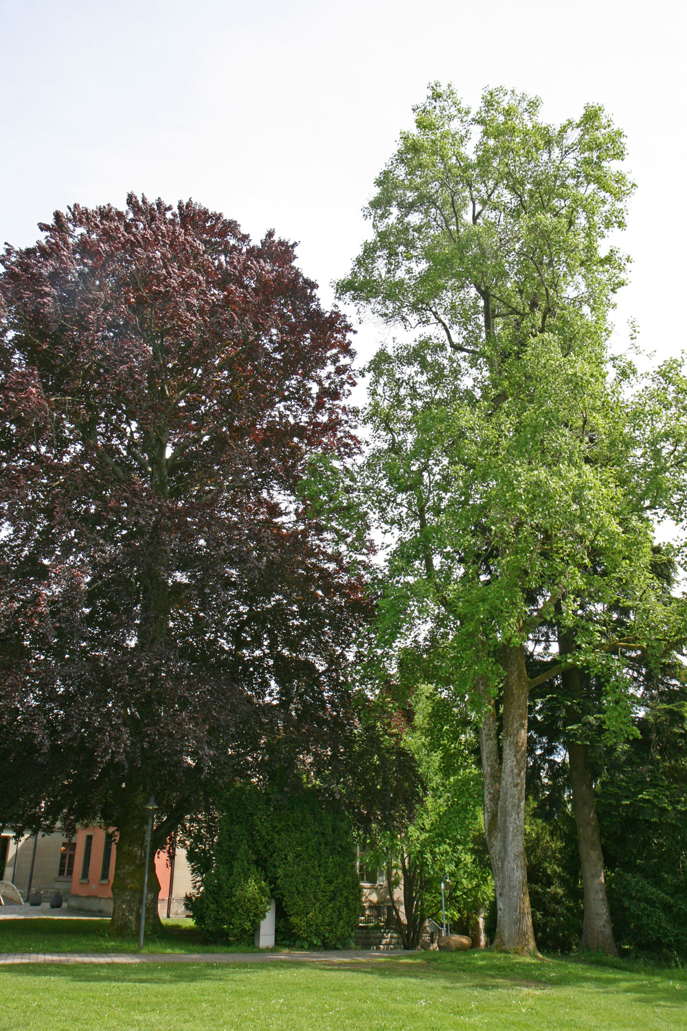 Atropurpurea-Gruppe Fagus sylvatica