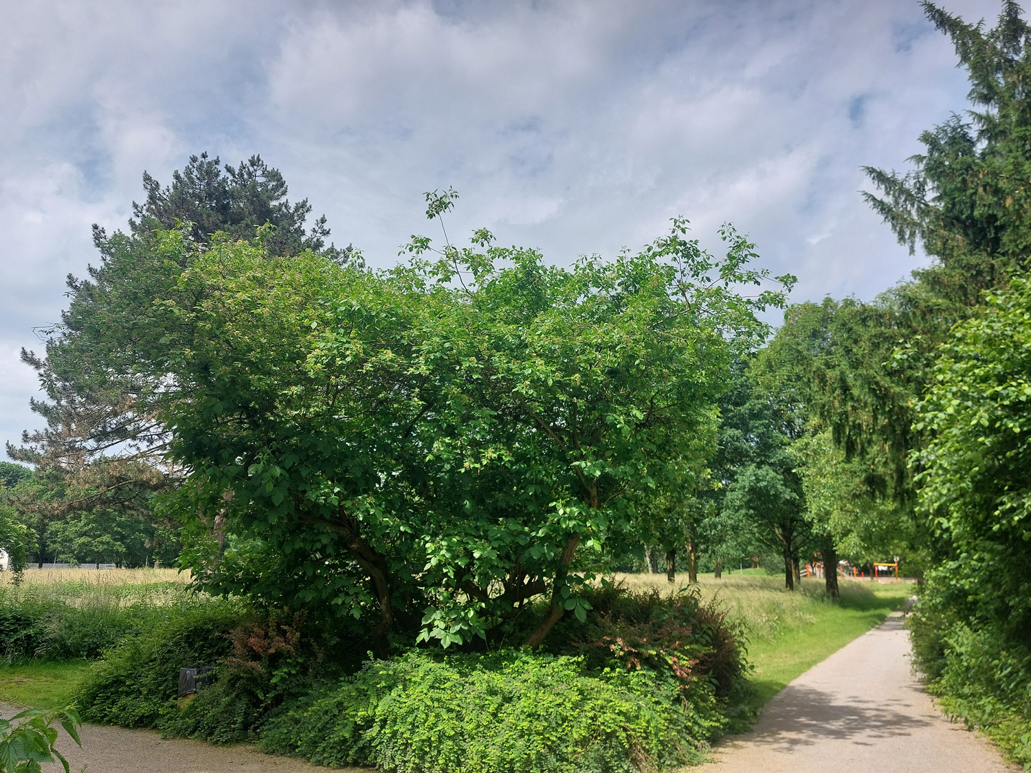 Ptelea trifoliata - Bottrop - April 2024