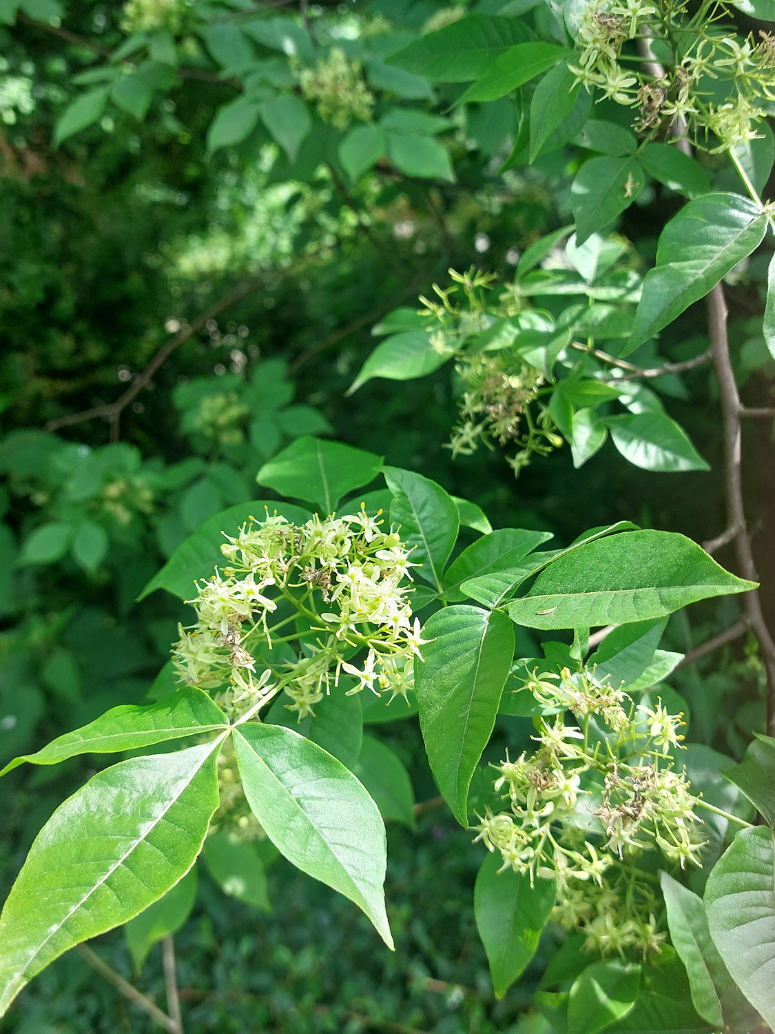Ptelea trifoliata - Bottrop - April 2024