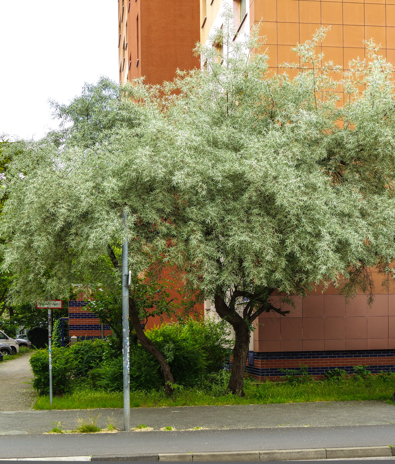 Elaeagnus angustifolia - Potsdam - Mai 2024