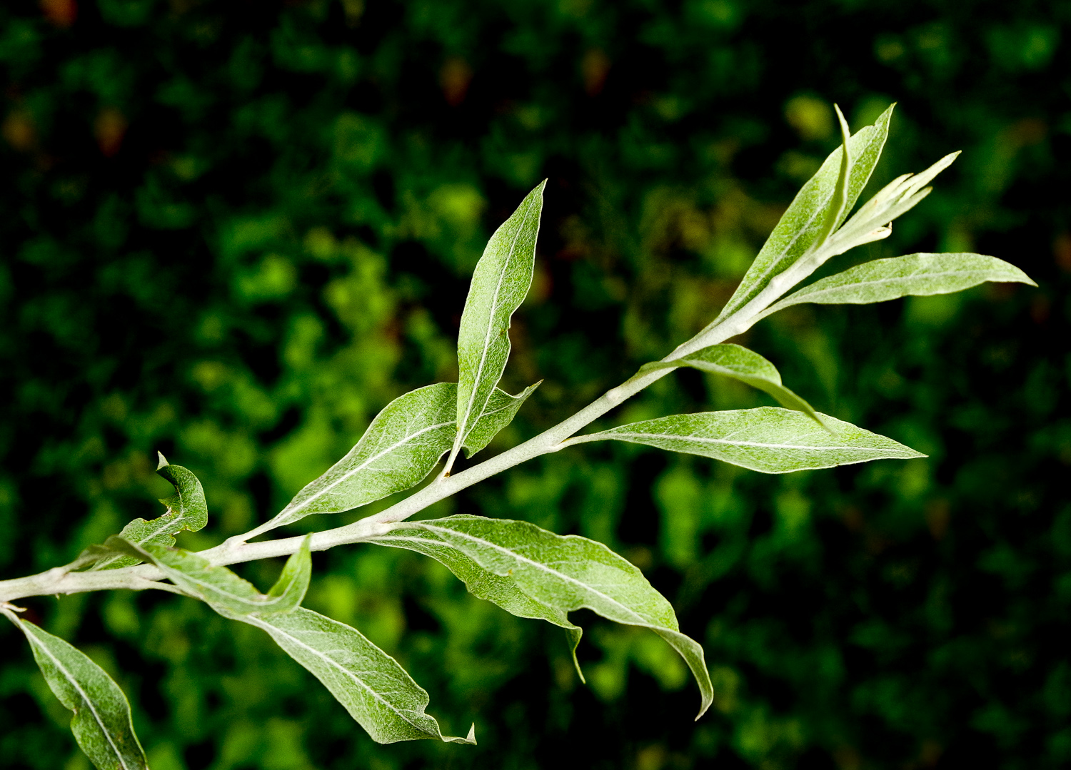 Elaeagnus angustifolia - Potsdam - Mai 2024