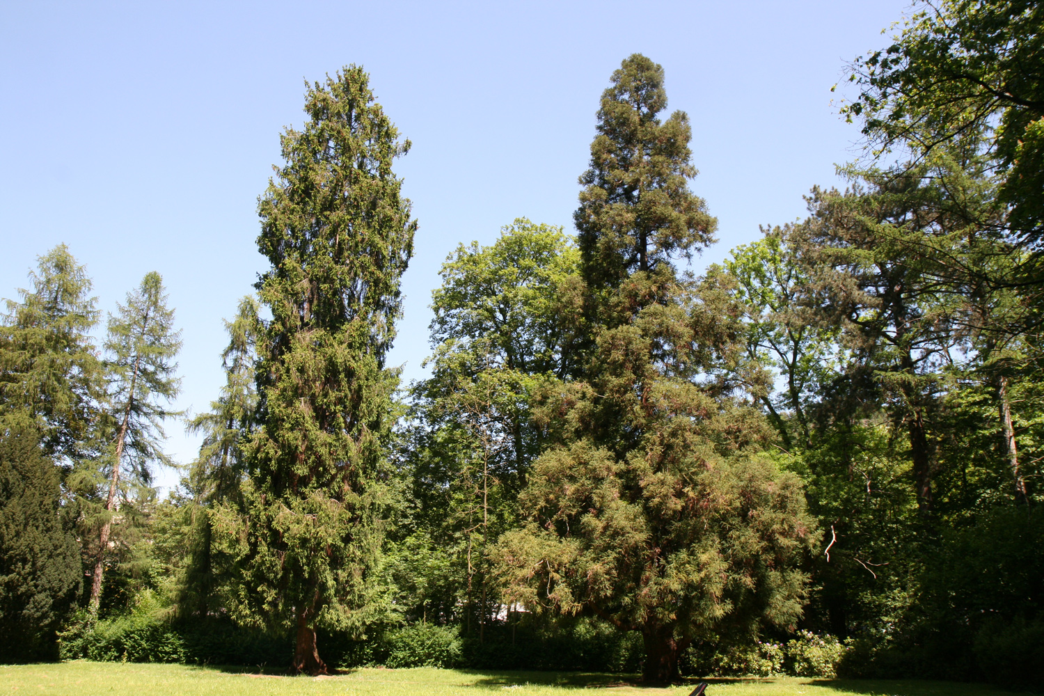 Cryptomeria japonica im Park von Haus Nachrodt - Juni 2023