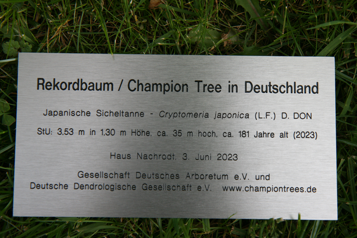 Cryptomeria japonica im Park von Haus Nachrodt - Juni 2023