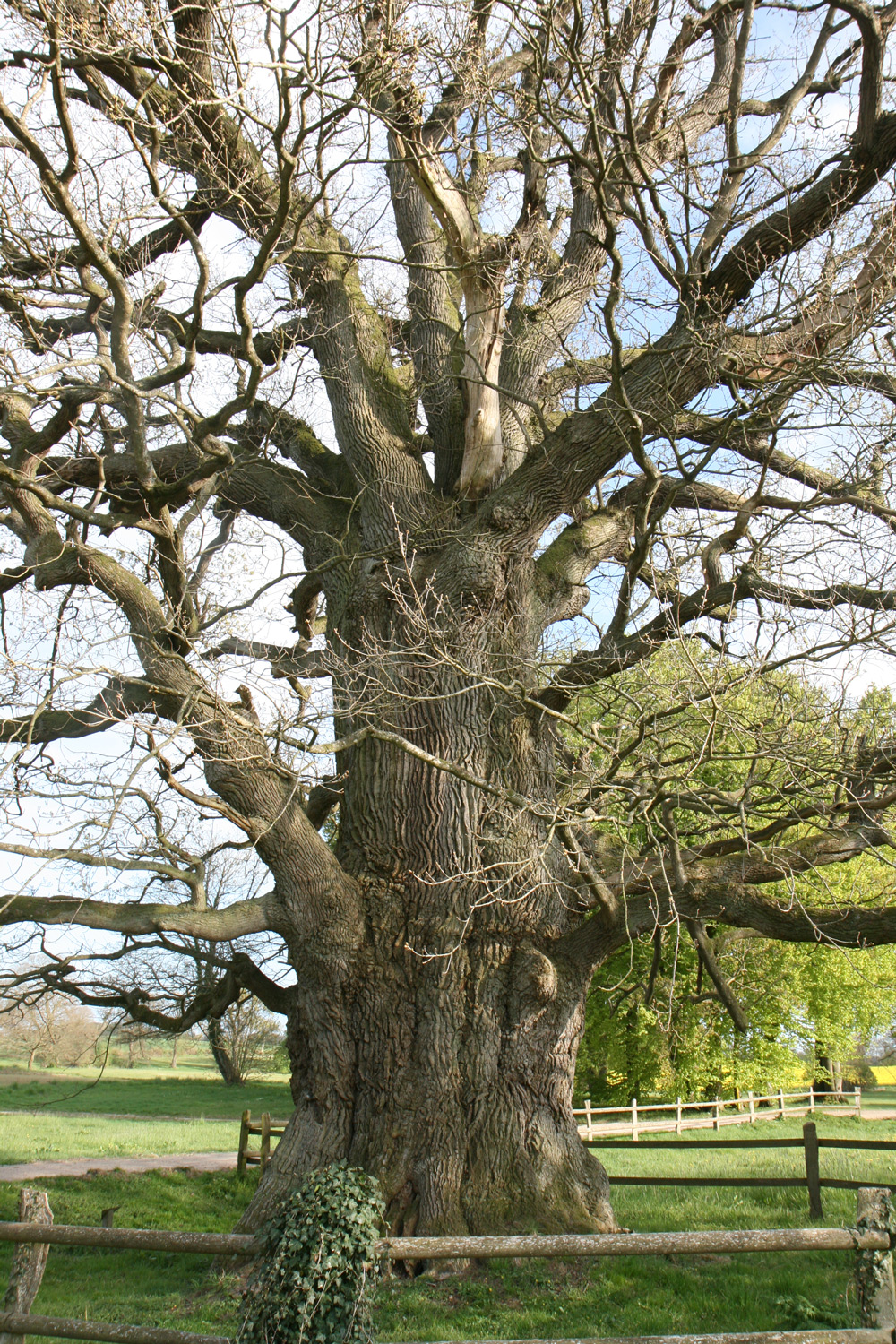 ND Quercus robur - Gutspark Güldenstein - Mai 2022