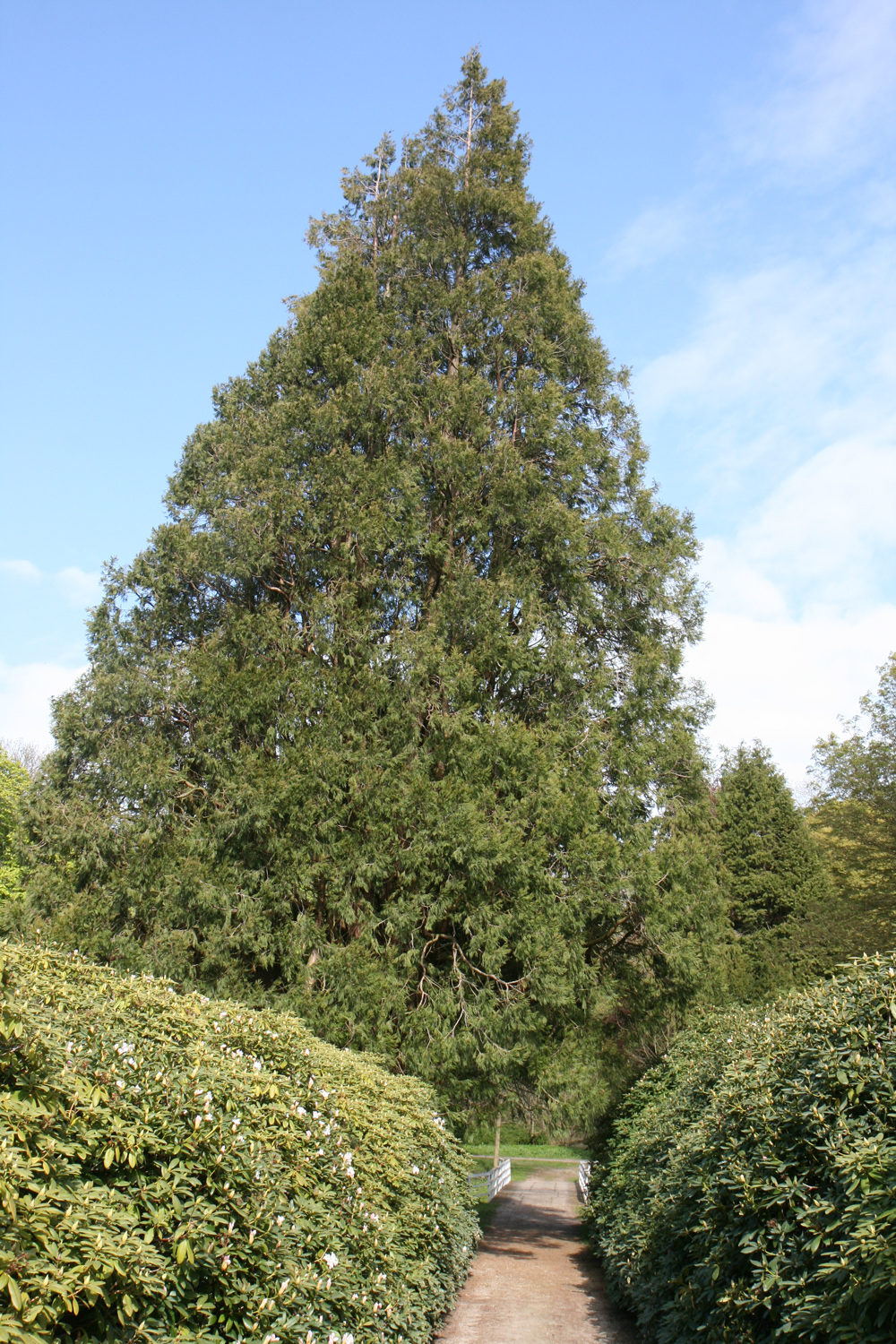 Calocedrus decurrens