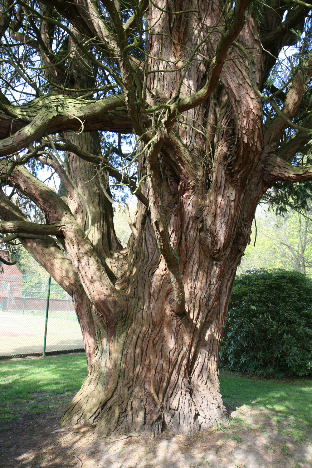 Calocedrus decurrens - Gutspark Güldenstein - Mai 2022