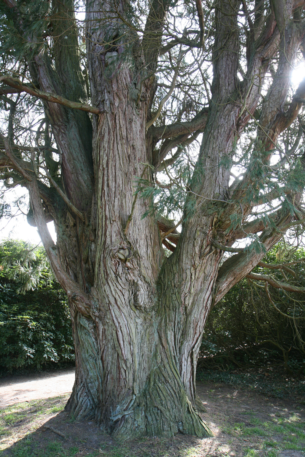 Calocedrus decurrens - Gutspark Güldenstein - Mai 2022