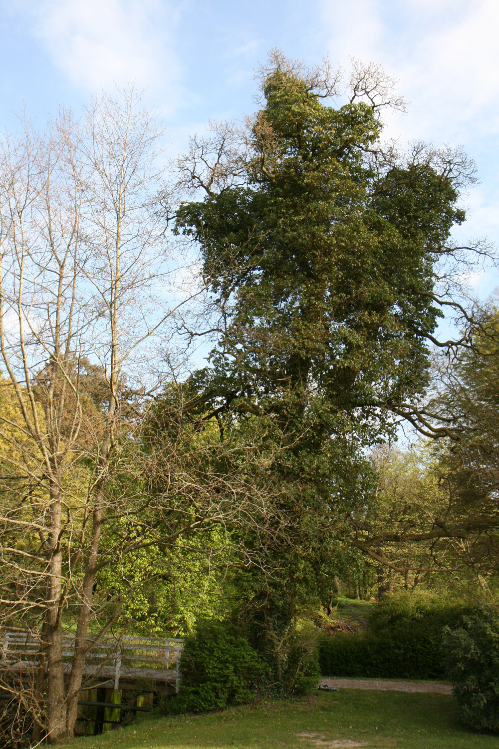'Fürst Schwarzenberg' Quercus robur