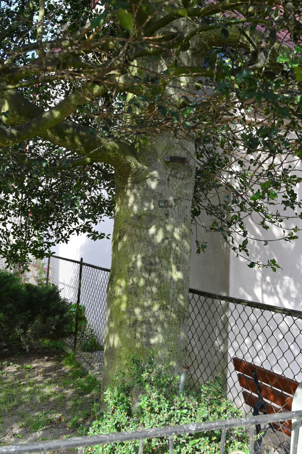 Ilex aquifolium - Bad Doberan - August 2023