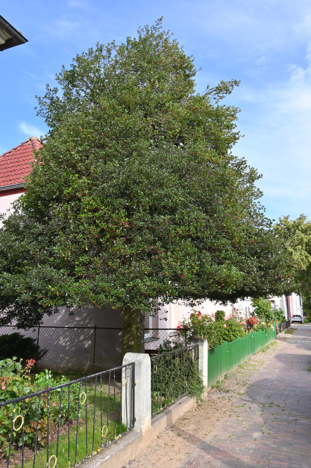 Ilex aquifolium - Bad Doberan - August 2023