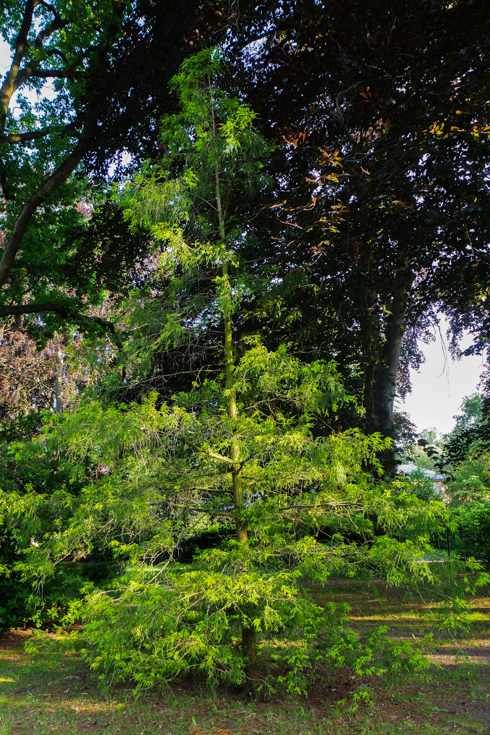 'Filifera Aurea' Chamaecyparis pisifera