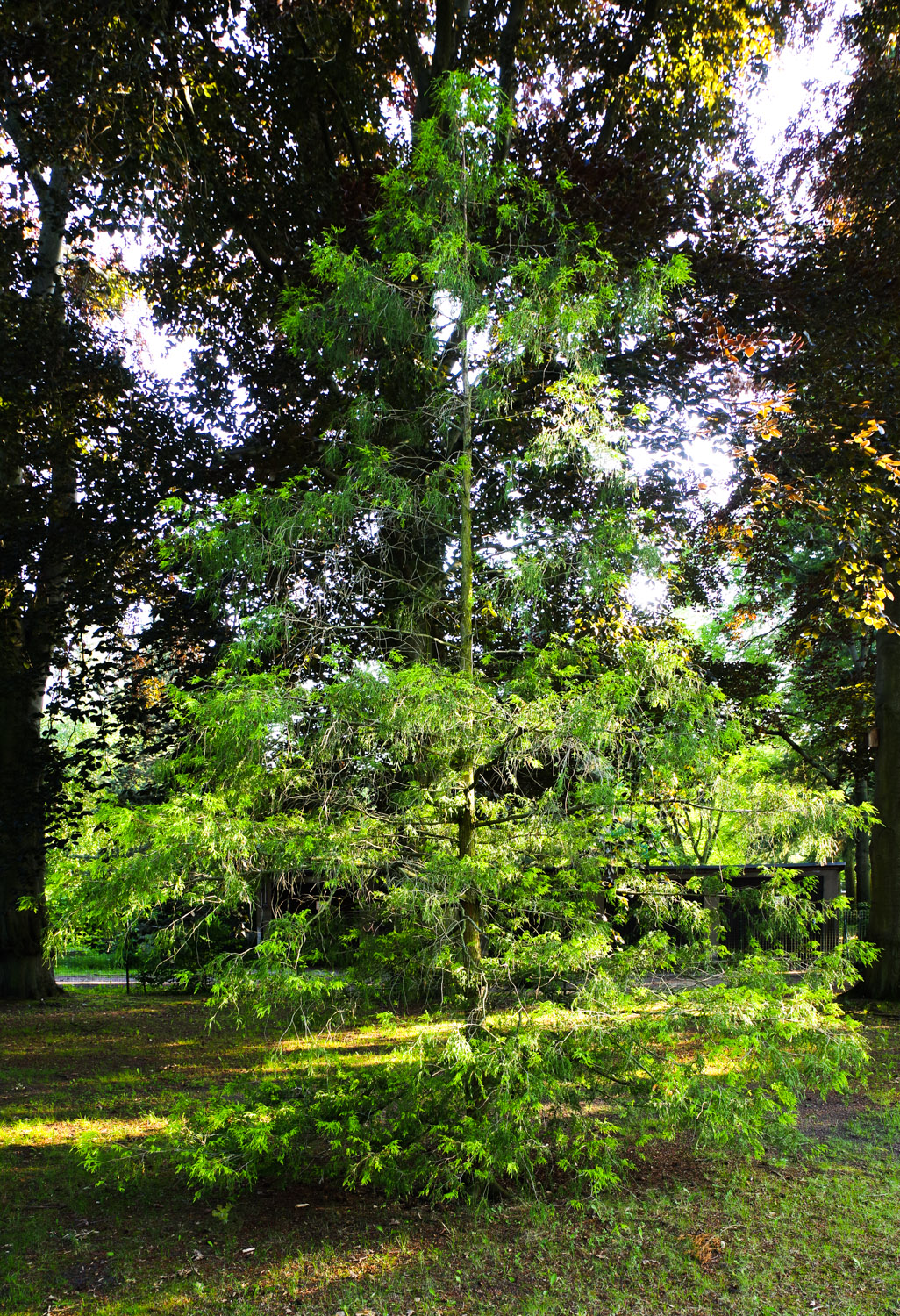 Chamaecyparis pisifera 'Filifera Aurea' - Potsdam- Juni 2024