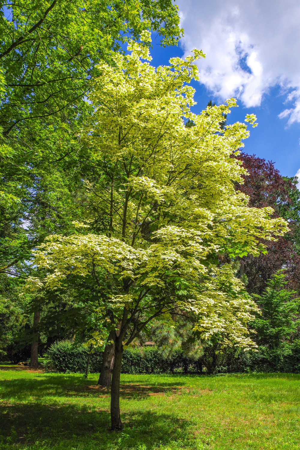 'Drummondii' Acer platanoides