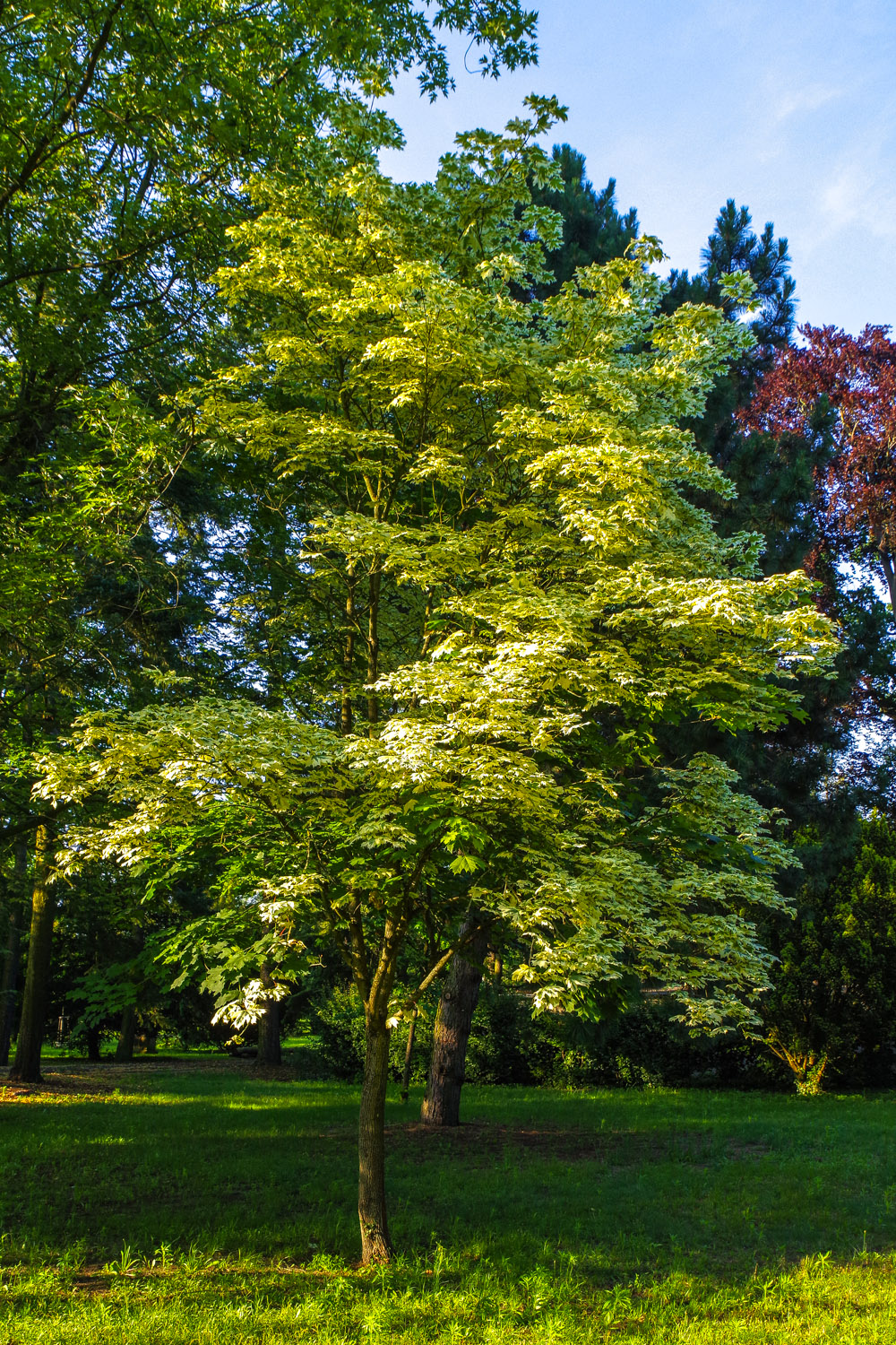 Acer platanoides 'Drummondi' - Potsdam- Juni 2024