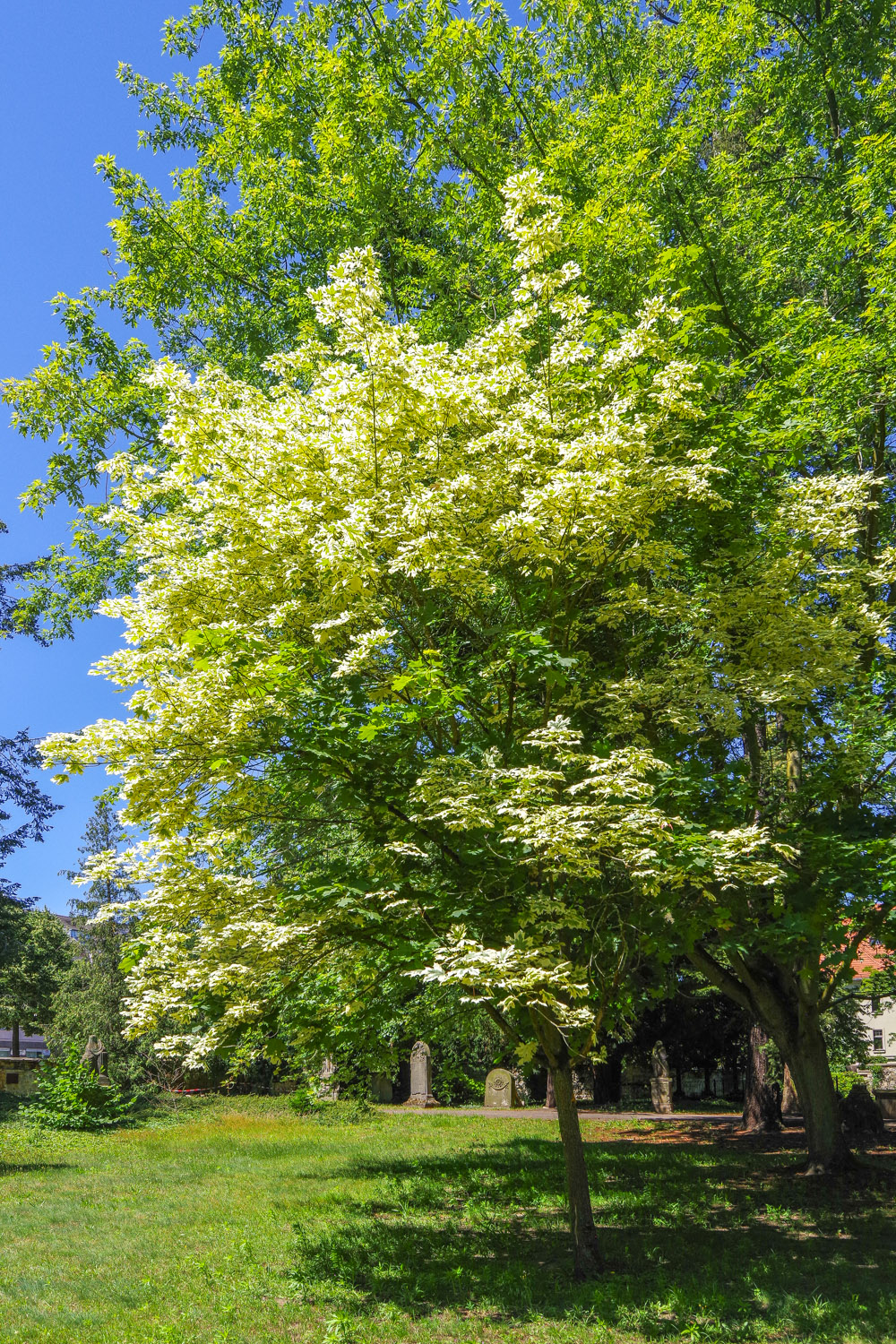 Acer platanoides 'Drummondi' - Potsdam - Juni 2024