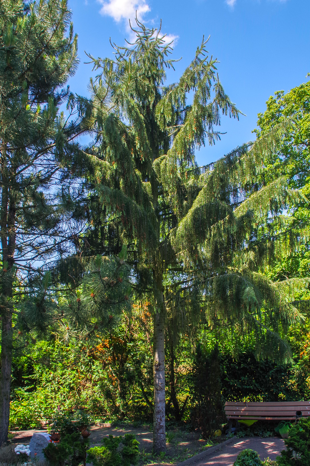 breweriana Picea