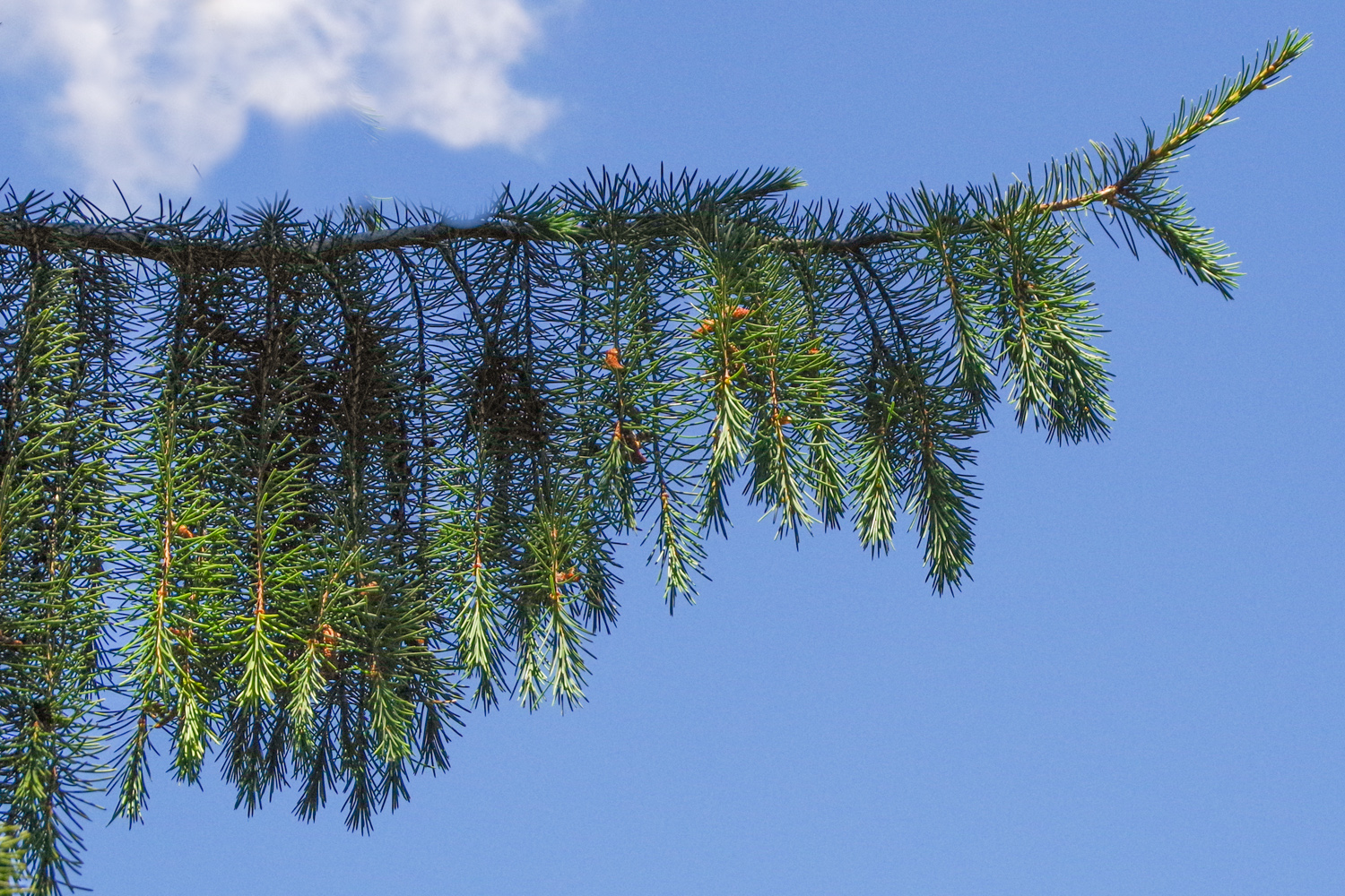 Picea breweriana - Potsdam- Juni 2024