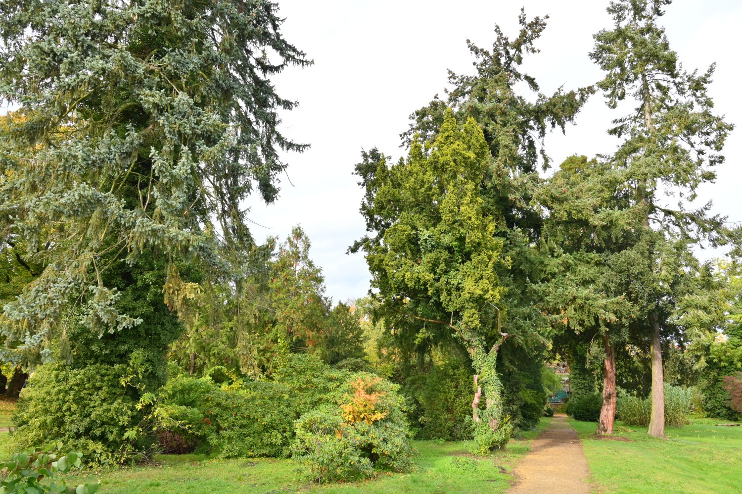 Taxus baccata 'Aurea' - Potsdam Park Sanssouci - Oktober 2023