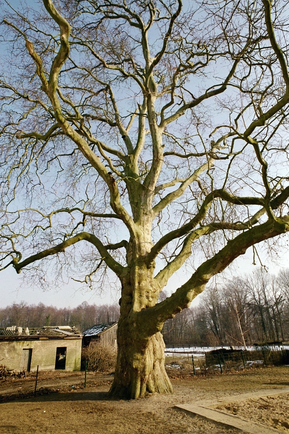 Platane - Gutsgarten Schönfließ - Febr. 2003