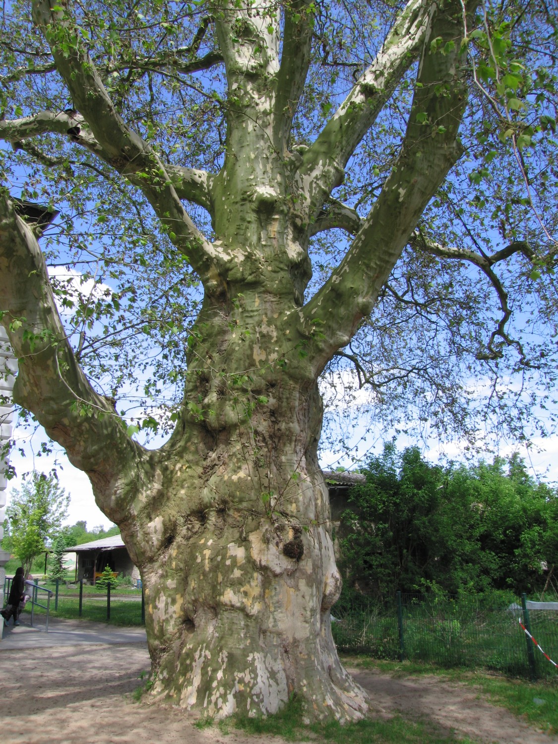 Platane - Gutsgarten Schönfließ - Mai 2010