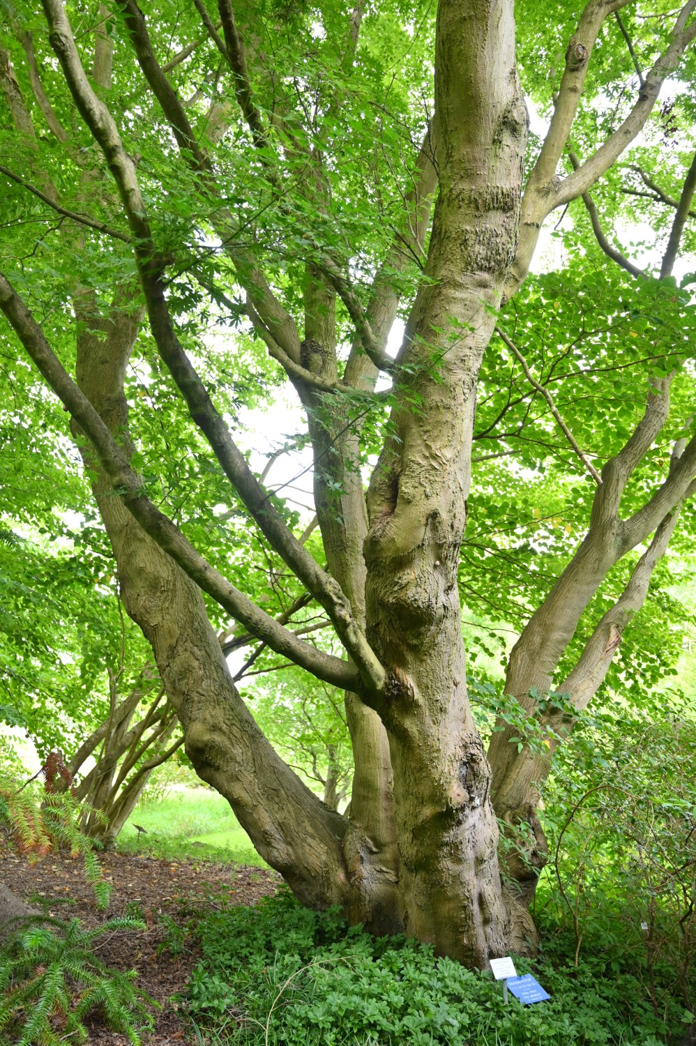 Acer palmatum - Botanischer Garten Rostock - August 2023