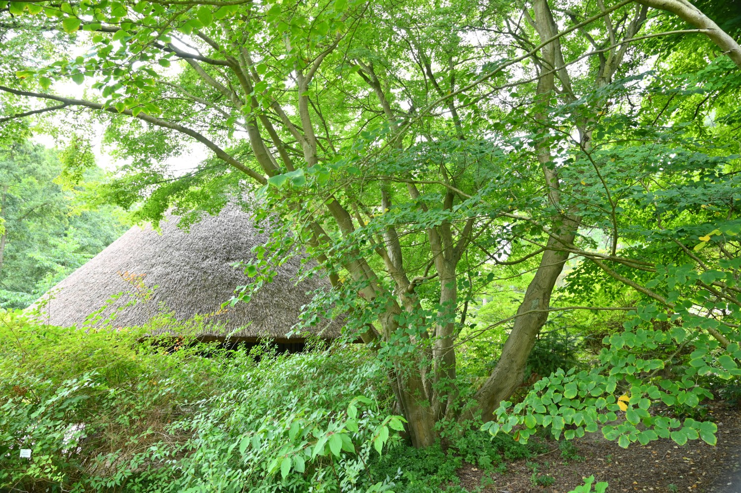Acer palmatum - Botanischer Garten Rostock - August 2023