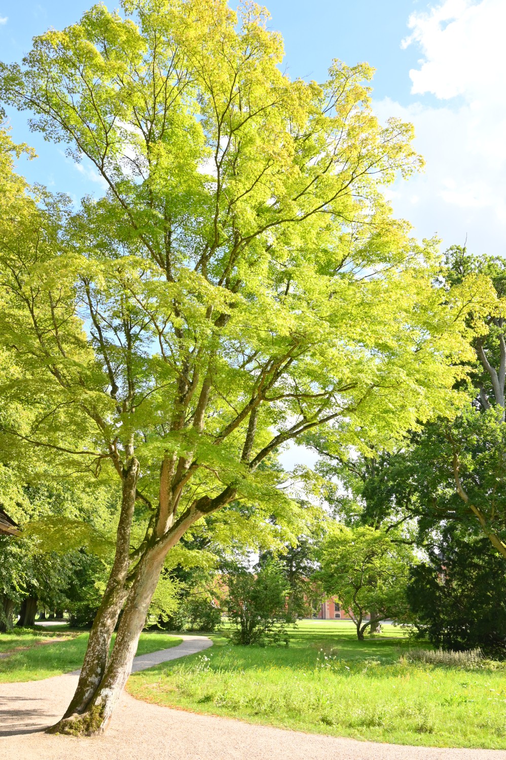 Acer palmatum - Schlosspark Bothmer, Klütz - August 2023