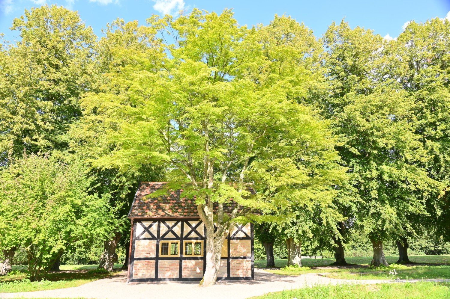 Acer palmatum - Schlosspark Bothmer, Klütz - August 2023