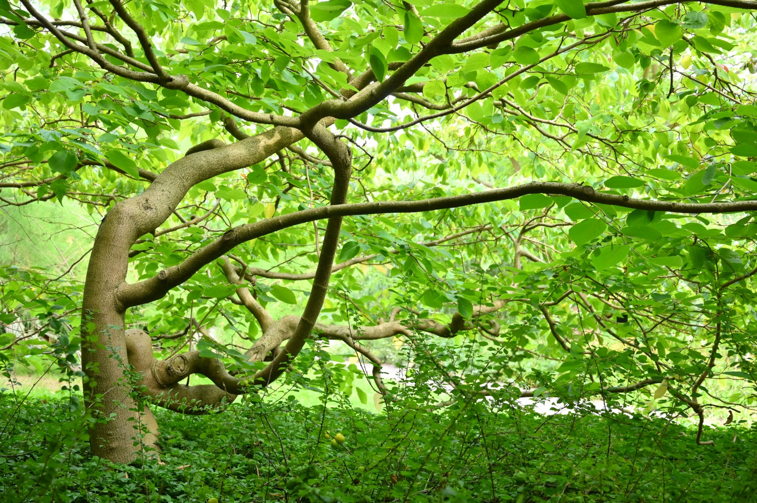 Sinowilsonie - Botanischer Garten Rostock - August 2023