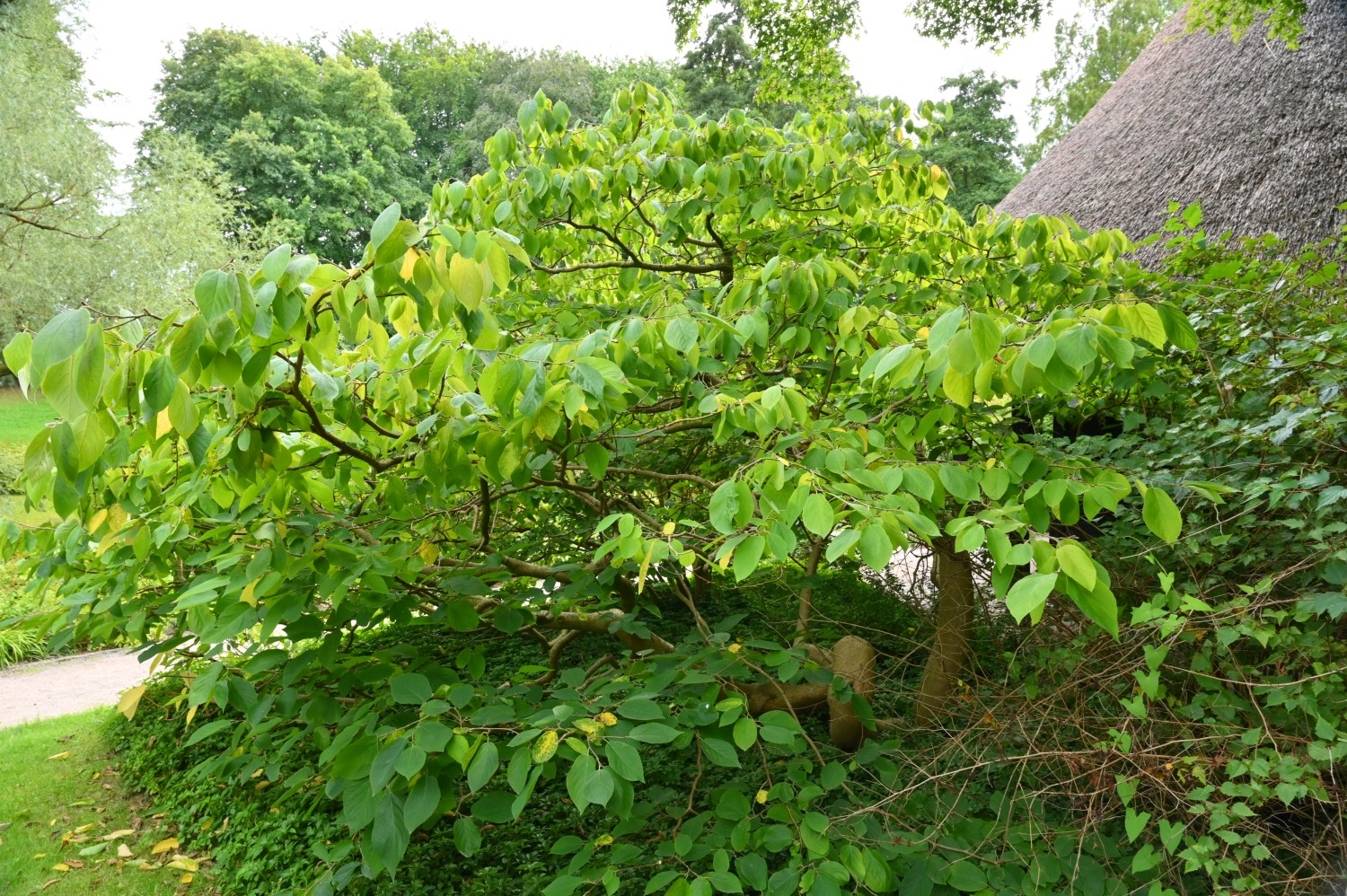 Sinowilsonie - Botanischer Garten Rostock - August 2023