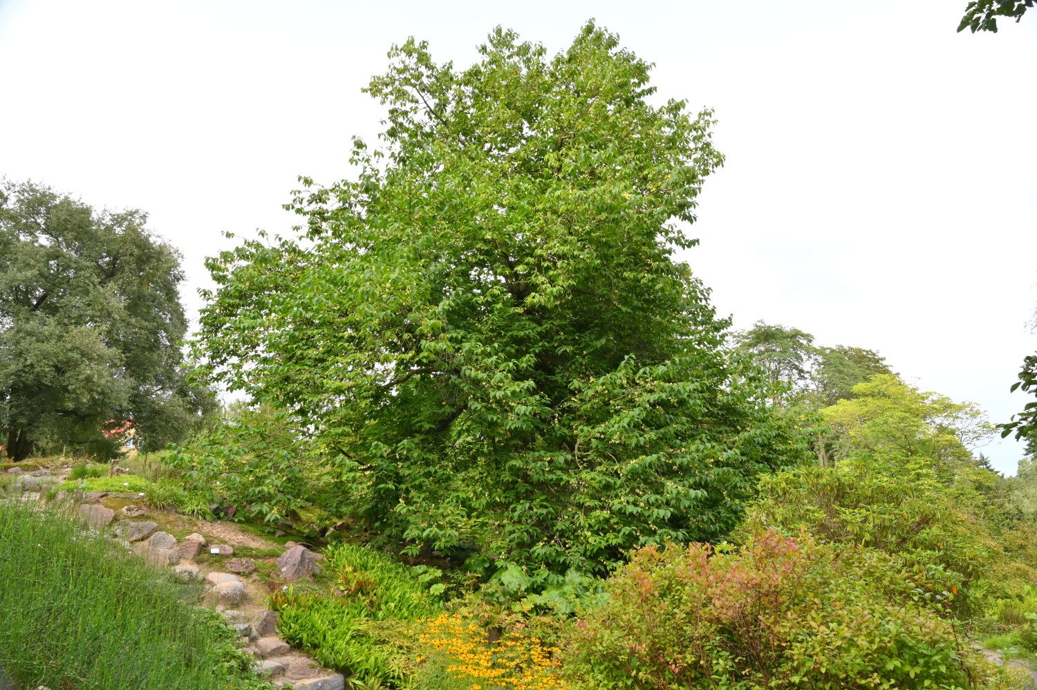 Berg-Schneeglöckchenbaum - Arboretum Rostock - August 2023