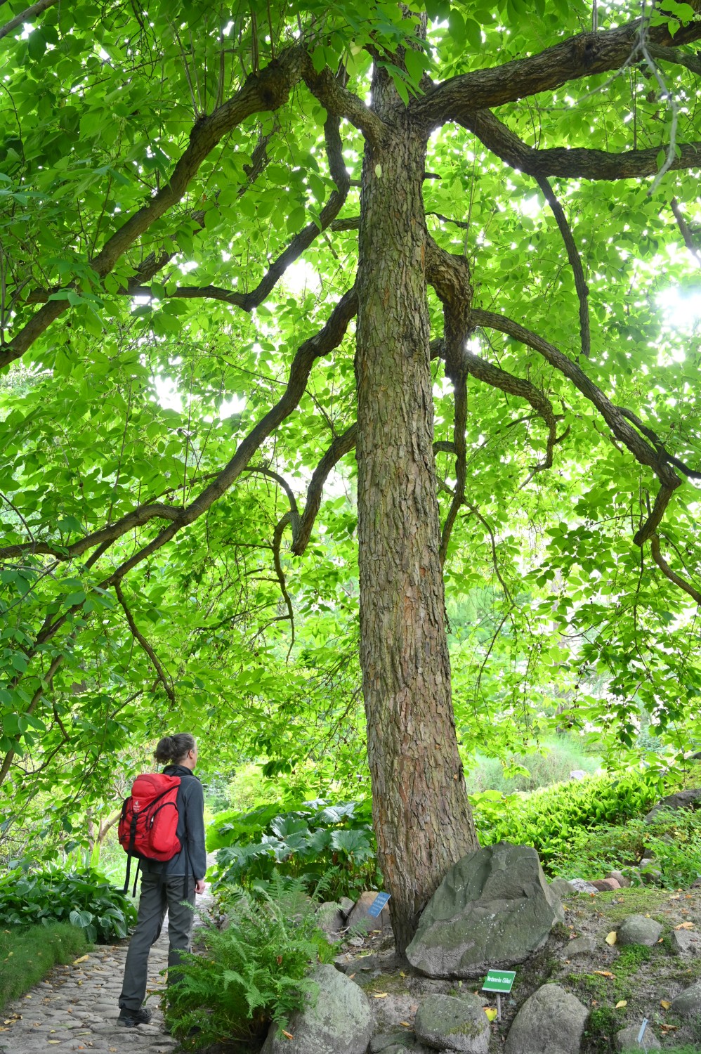 Berg-Schneeglöckchenbaum - Arboretum Rostock - August 2023